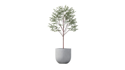 Potted tree indoor plant modern minimalist decor green foliage white ceramic planter isolated on transparent background contemporary style home interior accent fresh natural element