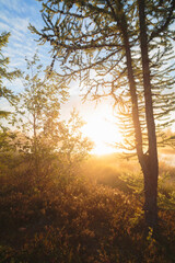 Early morning in the northern forest, the sun shining through the trunks and branches of a larch tree. The sun is in the sky. The sky is blue. The scene is joyful and calm.
