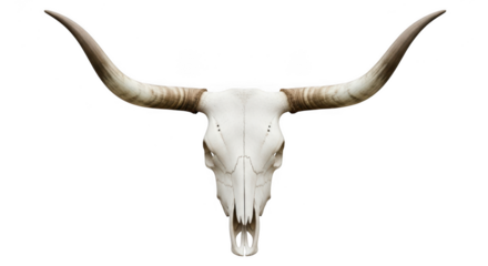 Cow skull with long horns on white background isolated on transparent background