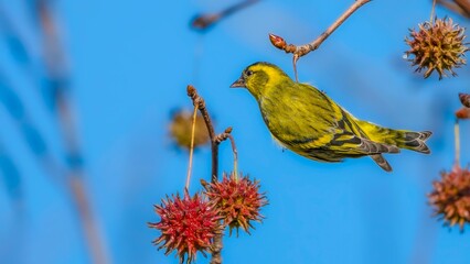 blue tit on a branch
