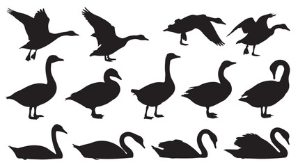 Fototapeta premium Silhouette of geese in various poses and flying patterns in black on white background for wildlife illustration