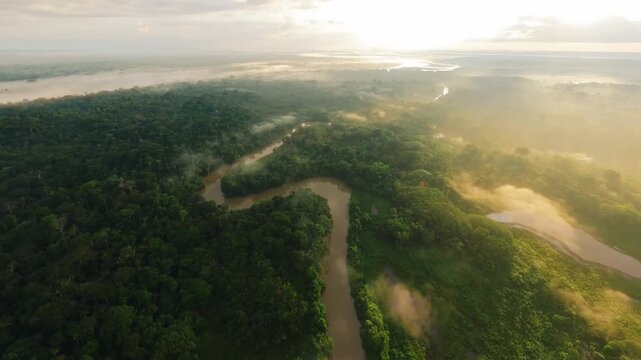 Aerial drone image of a tropical Amazon river flowing through a Amazon rainforest, dark water and lush vegetation. An aerial footage of the amazon rainforest showing a river through the jungle.