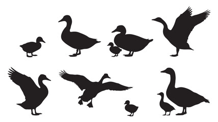Duck Silhouettes in Various Poses and Actions in Black on White Background for Wildlife Illustration