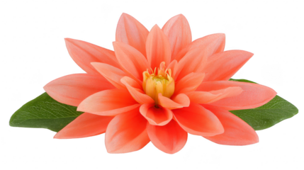 Orange lotus flower with green leaves, isolated on transparency background, symbolizing purity and tranquility, perfect for spa, wellness, or meditation concepts