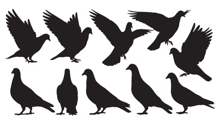 Obraz premium Pigeons in various poses silhouette in black on white background for graphic design