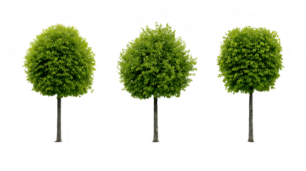Round green tree, isolated on transparency background, with lush foliage and straight trunk, perfect for landscaping, park, or garden design, evokes calm and natural beauty