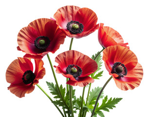 Fototapeta premium Bright red poppies isolated on transparent background