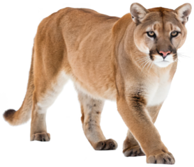 Majestic tawny-colored North American cougar with a sleek, muscular build and piercing golden eyes, is captured in a dynamic prowling stance, illuminated by soft, isolated on transparent background.