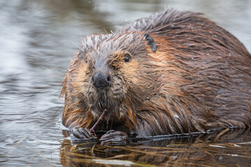 North American Beaver 