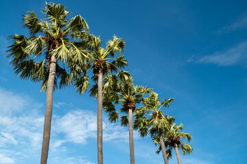 Tall palm trees standing against a clear blue sky. Tropical summer atmosphere representing travel, vacation, relaxation, and nature background.