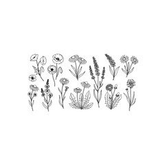 Hand-drawn botanical illustration of wildflowers isolated on transparent background