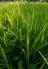 Fototapeta premium Detailed close-up of dense hound grass blades and creeping runners showing resilience and growth pattern in bright sunlight ,lawn ,outdoor ,weed