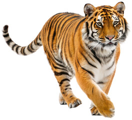 Fototapeta premium Majestic and powerfully built Bengal tiger with vibrant orange and black striped fur, realistically depicted in a dynamic walking pose with focused gaze,, isolated on transparent background.