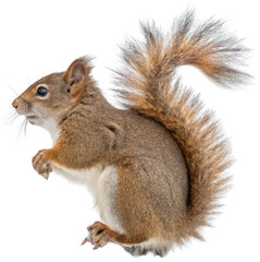 Obraz premium A remarkably detailed, reddish-brown American gray squirrel with a fluffy, oversized tail and delicate whiskers is captured in a dynamic crouching pose,, isolated on transparent background.