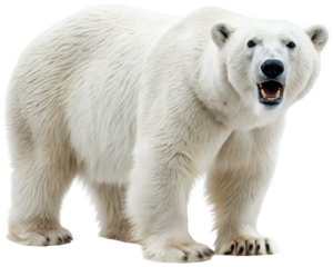 Majestic, powerfully built polar bear with thick, creamy white fur and dark, expressive eyes, is depicted in a dynamic walking pose with its mouth slightly open,, isolated on transparent background.