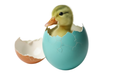 Adorable yellow duckling hatching from a blue egg isolated PNG, cute baby bird on transparent background for Easter and spring designs