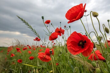 Red poppies field blooming in spring. Closeup view