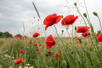 Red poppies field blooming in spring. Closeup view