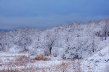 Winter forest landscape with snow and dry grass. Beautiful nature, trees and bushes covered with a thick layer of fros