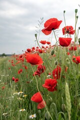 Red poppies field blooming in spring. Closeup view