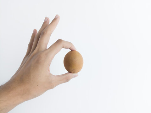 Hand holding single fresh sapodilla fruit isolated on white background, chiku, demonstrating careful handling and healthy tropical snack, advertising space.
