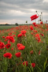 Red poppies field blooming in spring. Closeup view