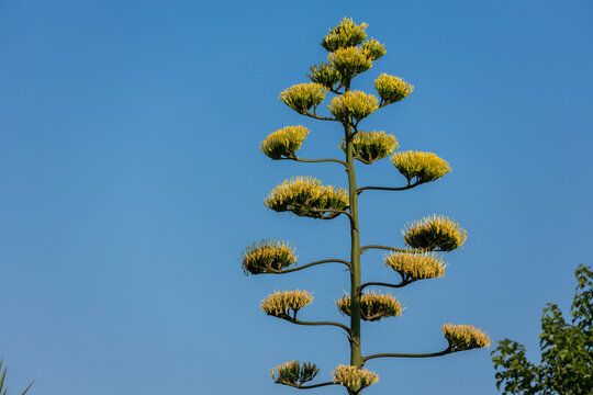 Towering flowering stalk of a century plant against a blue sky, a spectacular monocarpic bloom symbolizing nature's life cycle. Mediterranean, Turkey.


