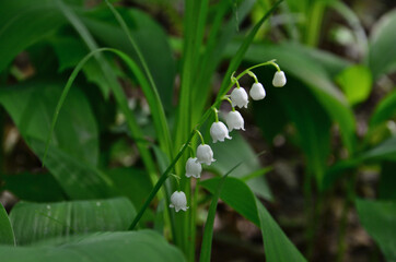 a wallpaper of Delicate White Lily of the Valley Flowers in Green Foliage
