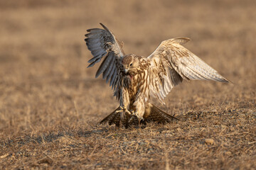 Fototapeta premium red tailed hawk in flight
