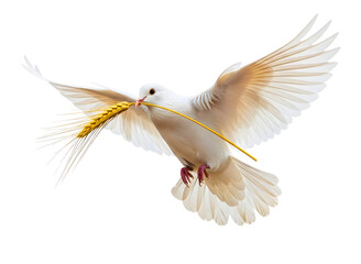 Fototapeta premium A white dove flying with an olive branch in its beak isolated on transparent background
