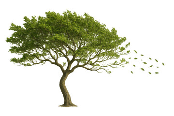 Obraz premium Green tree with leaves blowing in strong wind removing leaves, isolated on transparent background