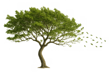 Green tree with leaves blowing in strong wind removing leaves, isolated on transparent background