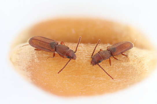 Feamale and male of rusty grain beetle, Cryptolestes ferrugineus, on wheat grain. Super detailed image.