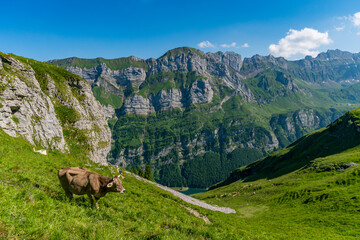 Majestic Alpstein Mountain Vista Featuring Grazing Cow Amidst Lush Alpine Meadows Under Clear Skies
