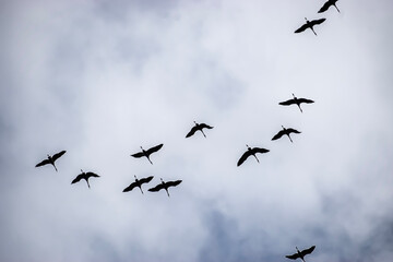 Fototapeta premium Dark Birds Flying in V Shape against Light Cloudy Sky
