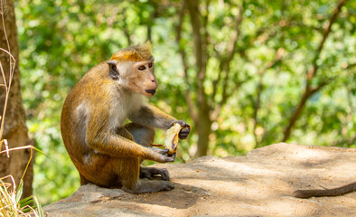 Fototapeta premium A monkey sits in the jungle and eats a banana. A wildlife scene with wild animals.