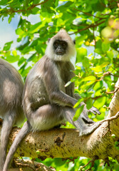 Obraz premium Gray hanuman langurs on a tree. Monkeys in the wild in the jungles of Sri Lanka. Troop of monkeys on trees. Wildlife scene with wild animals.