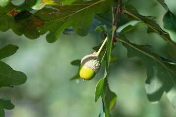 Close up of an acorn on an English oak (quercus robur) tree