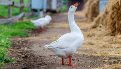 White Goose Standing on a Dirt Path at a Farm with Green Grass and Hay Bales in the Background