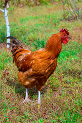 Rooster with feathers walks through green grass, enjoying calm morning on tranquil rural farm.