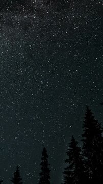 Time lapse of moving stars over a forest in the night sky. Starry night background. Epic video, vertical footage
