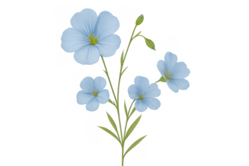 Blue flax flowers blooming on a stem, a delicate botanical illustration featuring light blue petals on a transparent background