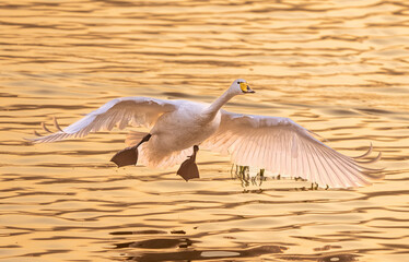 seagull flying over water