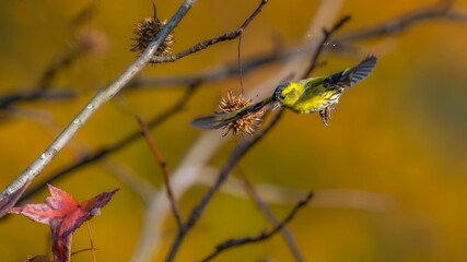 autumn leaves on a tree
