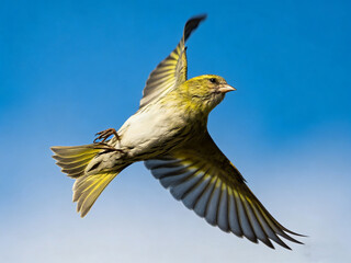 golden eagle on blue sky