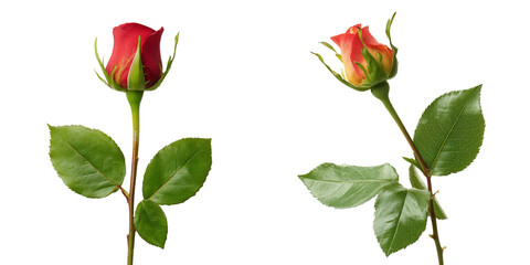 Beautiful red rose with green stems and leaves isolated on transparent background
