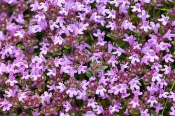 Fototapeta premium Close up of valerian (valeriana officinalis) flowers in bloom