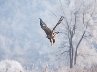 red tailed hawk flying