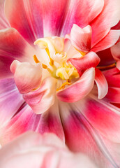 Closeup of a pink and white tulip flower with a yellow center