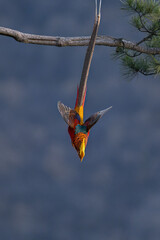 hummingbird on a branch